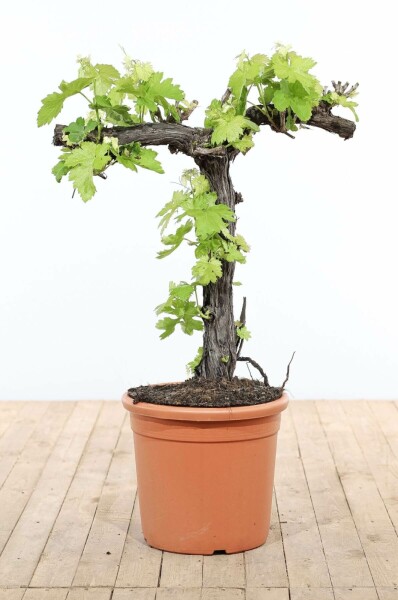 Wijnstok / Vitis Vinifera bonsai 80-100 cm
