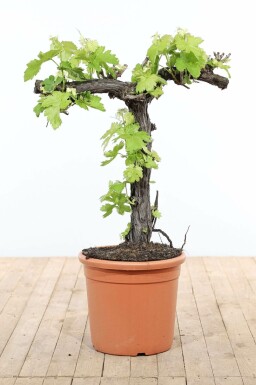 Wijnstok Vitis Vinifera Bonsai 80-100 Pot