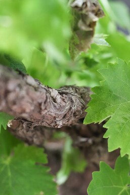 Wijnstok / Vitis Vinifera op stam 80-100 cm