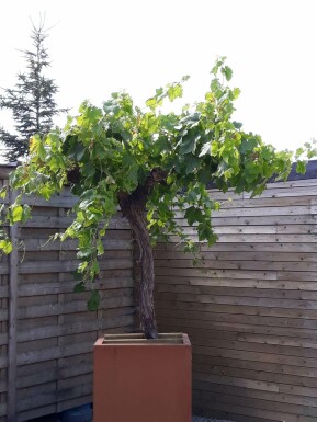 Wijnstok Vitis Vinifera Op stam 15-20 100-125 Pot Wijnstok / Vitis Vinifera op stam 100-125 cm