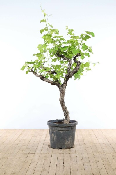 Wijnstok / Vitis Vinifera op stam 150-175 cm