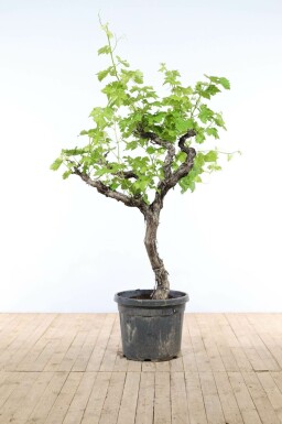 Wijnstok / Vitis Vinifera op stam 150-175 cm