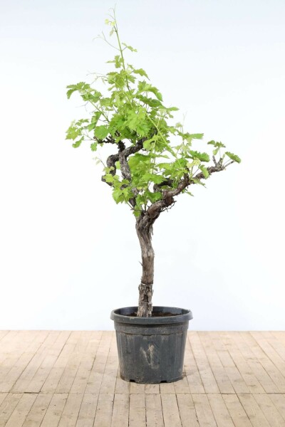 Wijnstok / Vitis Vinifera op stam 200-225 cm