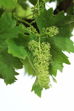 Wijnstok Vitis Vinifera Rek 100-120 Pot