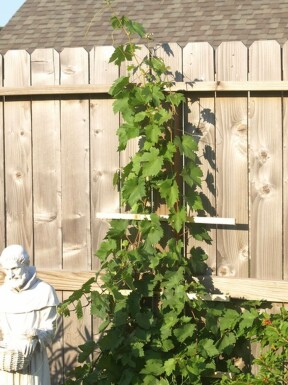 Wijnstok Vitis Vinifera Rek 100-120 Pot Wijnstok / Vitis Vinifera rek 100-120 cm