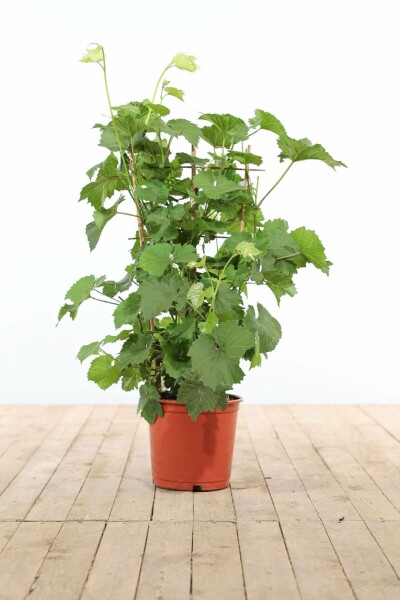 Wijnstok Vitis Vinifera Rek 70-80 Pot Wijnstok / Vitis Vinifera rek 70-80 cm