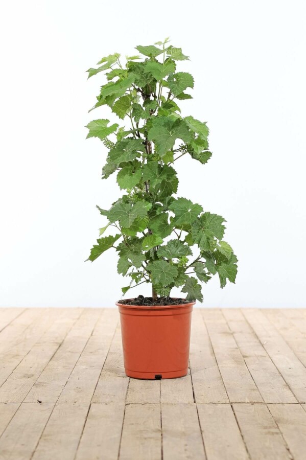 Wijnstok / Vitis Vinifera stok Wijnstok / Vitis Vinifera stok