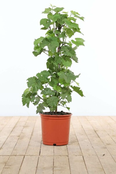 Wijnstok / Vitis Vinifera stok 80-100 cm