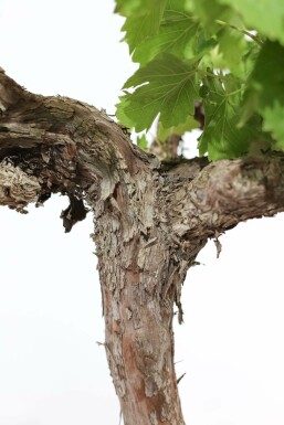 Wijnstok Vitis Vinifera Gestokt 80-100 Pot Wijnstok / Vitis Vinifera stok 80-100 cm