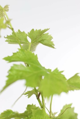 Wijnstok Vitis Vinifera Gestokt 80-100 Pot Wijnstok / Vitis Vinifera stok 80-100 cm