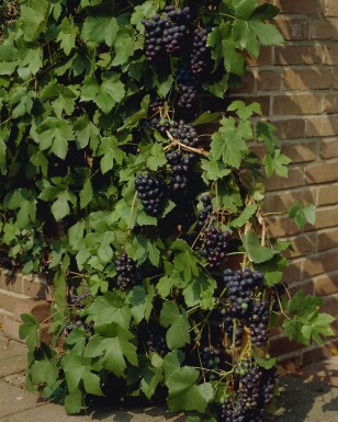 Wijnstok / Vitis Vinifera stok 80-100 cm