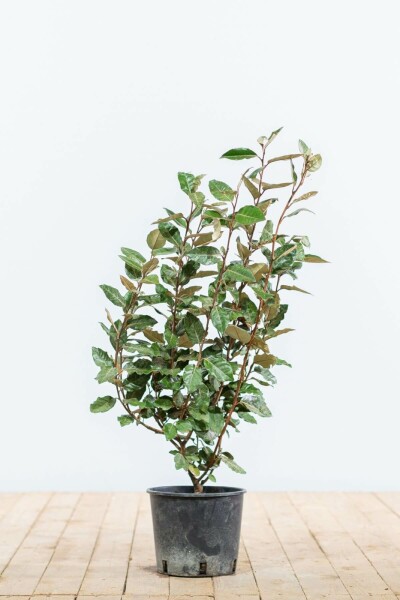 Olijfwilg Elaeagnus Ebbingei 50-60 cm