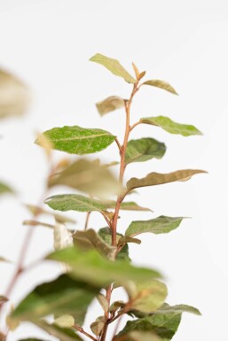 Olijfwilg Elaeagnus Ebbingei 50-60 cm