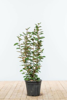 Olijfwilg Elaeagnus Ebbingei Haag 60-80 Kluit Olijfwilg Elaeagnus Ebbingei 60-80 cm