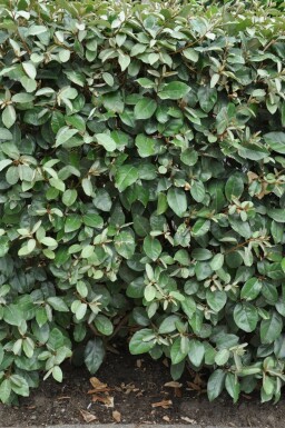 Olijfwilg Elaeagnus Ebbingei 80-100 cm