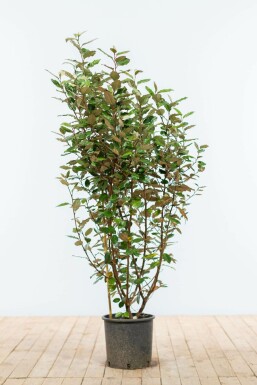 Olijfwilg Elaeagnus Ebbingei Haag 100-125 Kluit Olijfwilg Elaeagnus Ebbingei 100-125 cm