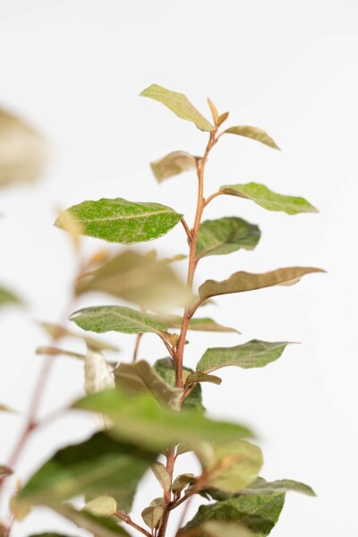 Olijfwilg Elaeagnus Ebbingei 125-150 cm