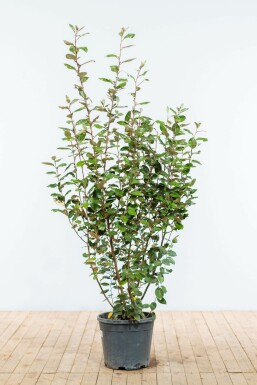 Olijfwilg Elaeagnus Ebbingei Haag 150-175 Kluit Olijfwilg Elaeagnus Ebbingei 150-175 cm