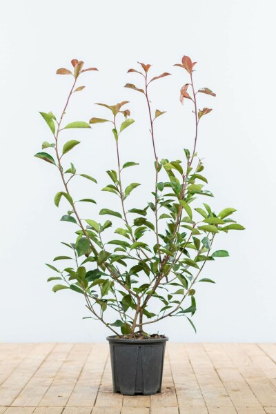 Glansmispel Photinia Fraseri Red Robin 60-80 cm
