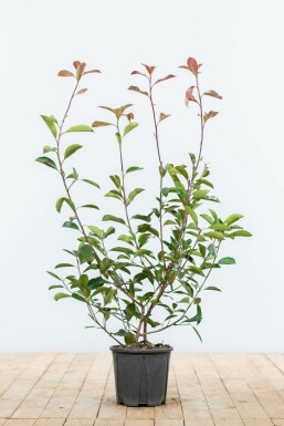 Glansmispel Photinia Fraseri Red Robin