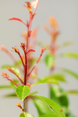 Glansmispel Photinia Fraseri Red Robin 60-80 cm