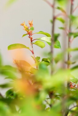 Glansmispel Photinia Fraseri Red Robin 60-80 cm