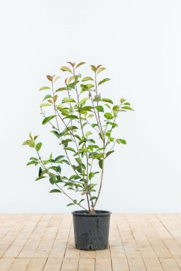 Glansmispel Photinia fraseri Red Robin Haag 80-100 Kluit