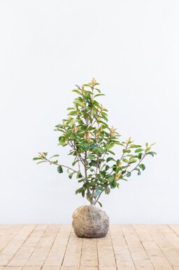 Glansmispel Photinia Fraseri Red Robin 80-100 cm - Kluit