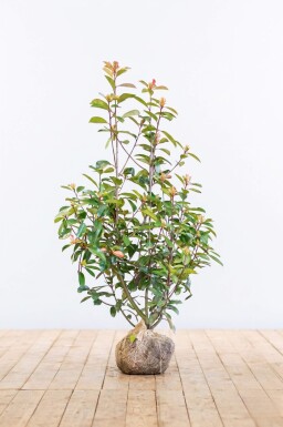 Glansmispel Photinia Fraseri Red Robin 100-125 cm - Kluit