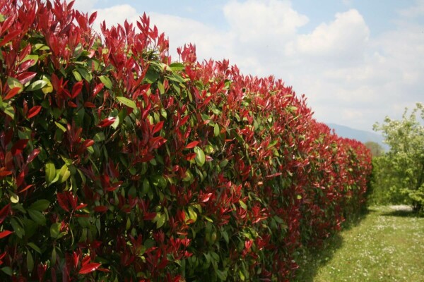 Glansmispel Photinia Fraseri Red Robin 150-175 cm