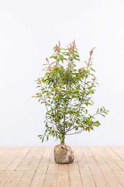 Glansmispel Photinia Fraseri Red Robin 150-175 cm - Kluit