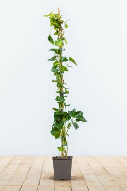 Klimop / Hedera Hibernica 80-100 cm