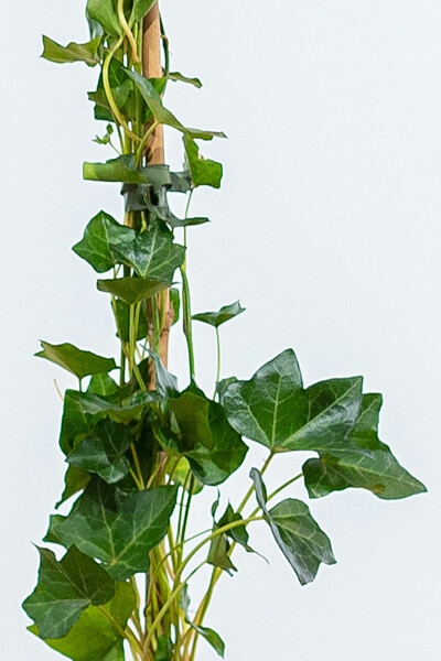Klimop / Hedera Hibernica 80-100 cm