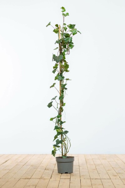 Klimop / Hedera Hibernica 100-125 cm