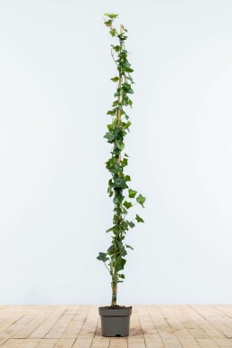 Klimop / Hedera Hibernica 125-150 cm