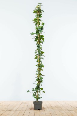 Klimop / Hedera Hibernica 150-175 cm