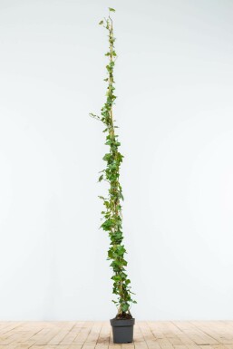 Klimop / Hedera Hibernica 175-200 cm