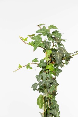 Klimop / Hedera Helix 80-100 cm