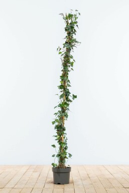 Klimop / Hedera Helix