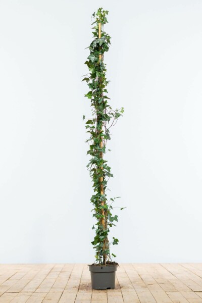 Klimop / Hedera Helix 125-150 cm