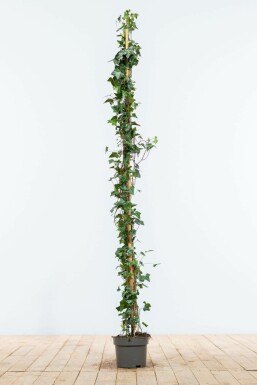 Klimop / Hedera Helix 125-150 cm