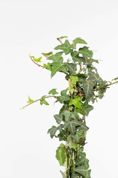 Klimop Hedera helix Haag 125-150 Pot Klimop / Hedera Helix 125-150 cm