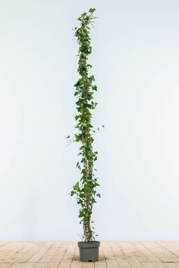 Klimop / Hedera Helix 150-175 cm