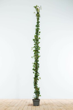 Klimop Hedera helix Haag 175-200 Pot Klimop / Hedera Helix 175-200 cm