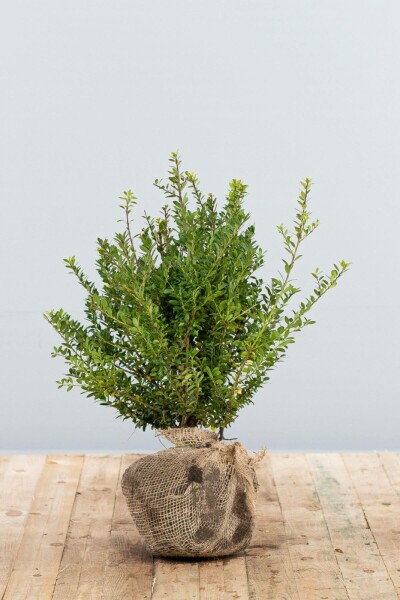 Japanse Hulst / Ilex Crenata Blondie 40-60 cm