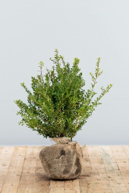 Japanse Hulst / Ilex Crenata Blondie 40-60 cm