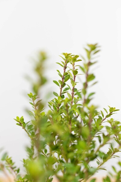 Japanse Hulst Ilex crenata Blondie Haag 40-60 Kluit Japanse Hulst / Ilex Crenata Blondie 40-60 cm