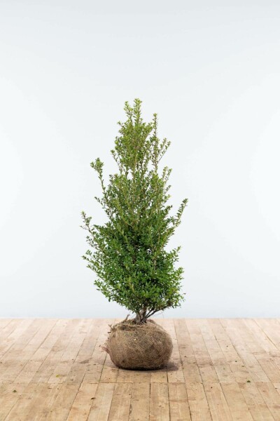 Japanse Hulst / Ilex Crenata Blondie 100-125 cm