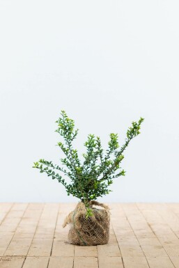 Chinese Hulst Ilex crenata Convexa Haag 20-30 Pot Chinese Hulst / Ilex Crenata Convexa 20-30 cm