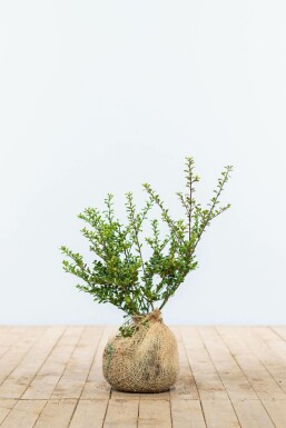 Chinese Hulst / Ilex Crenata Convexa 30-40 cm